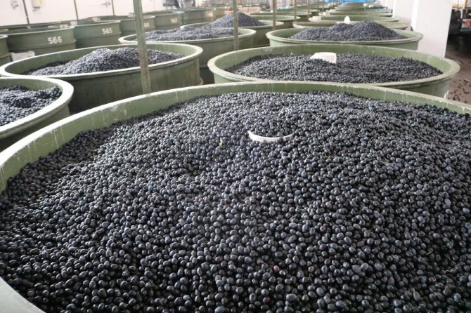 Marmarabirlik’te 245 Milyon Tl’lik Ödeme Yarın