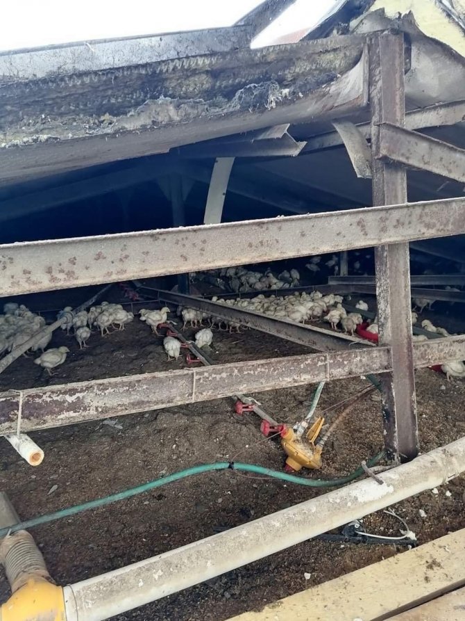 Kara Dayanamayan Çiftlik Çatısı Çöktü: 18 Bine Yakın Tavuk Telef Oldu