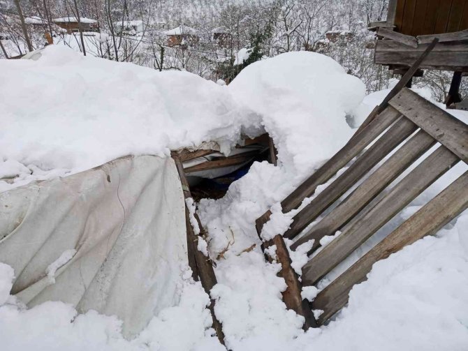 Salıpazarı’nda Ahır Çökmesi Sonucu Hayvanlar Telef Oldu