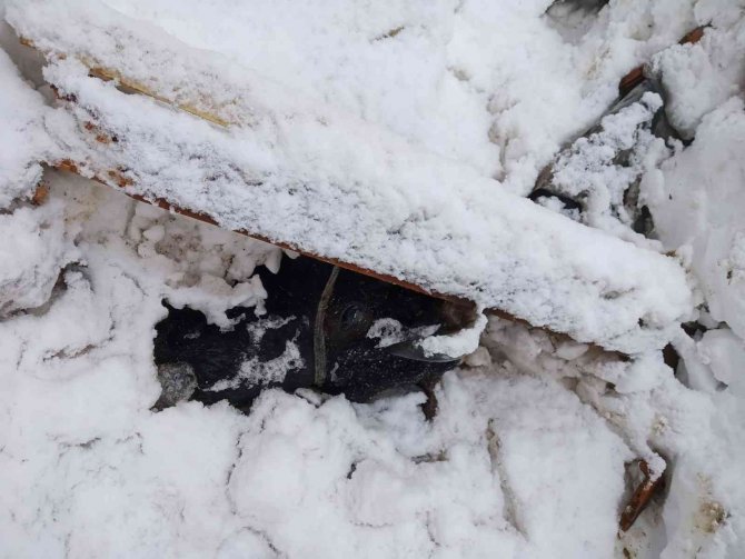 Salıpazarı’nda Ahır Çökmesi Sonucu Hayvanlar Telef Oldu