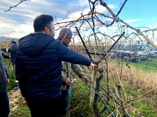 Sarıgöl’de Bağ Budama Kursu Açıldı
