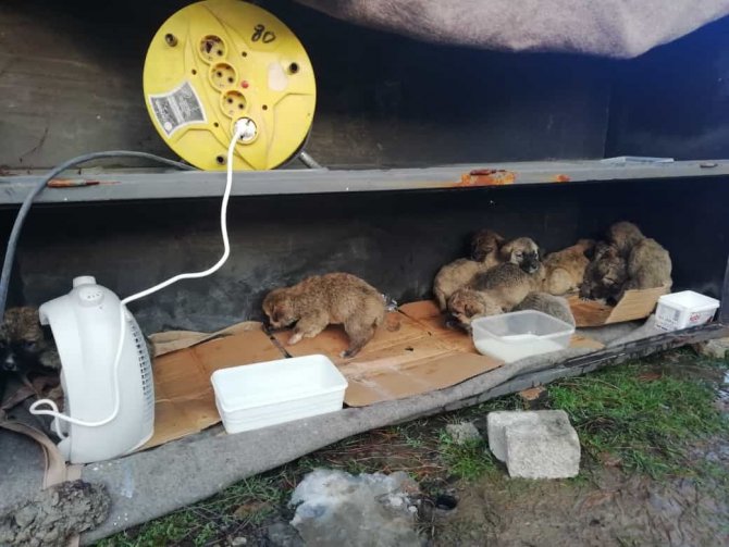 4 Gün Önce Anneleri Ölen 11 Yavru Köpeğe Mehmetçik Şefkati