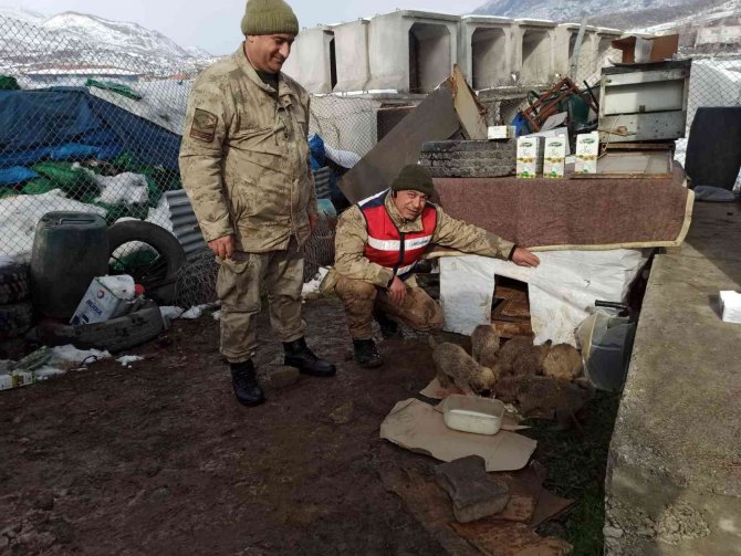 4 Gün Önce Anneleri Ölen 11 Yavru Köpeğe Mehmetçik Şefkati