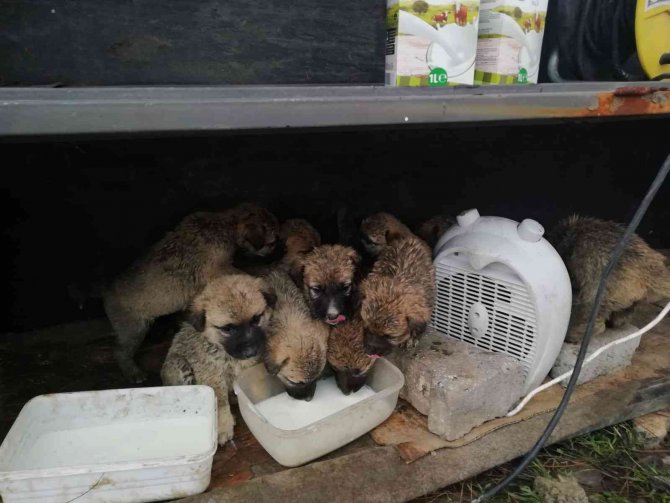 4 Gün Önce Anneleri Ölen 11 Yavru Köpeğe Mehmetçik Şefkati