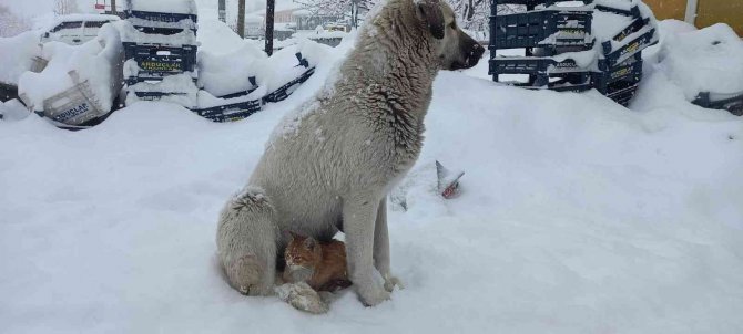 Kedi, Kar Yağışından Korunmak İçin Köpeğe Sığındı
