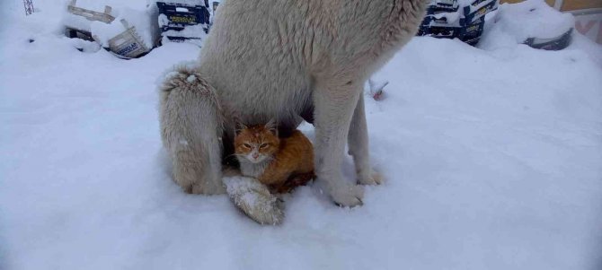 Kedi, Kar Yağışından Korunmak İçin Köpeğe Sığındı
