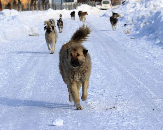 Van’da Başıboş Köpek Dehşeti
