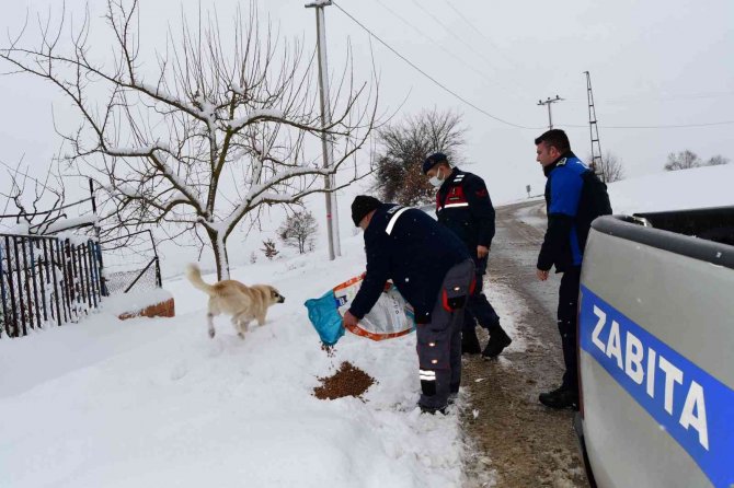 Sokaktaki Canlar Hepimize Emanet
