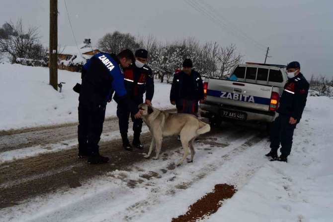 Sokaktaki Canlar Hepimize Emanet