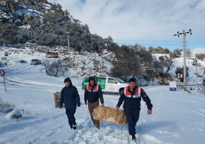 Antalya’da Jandarma, Soğuk Kış Günlerinde Sokak Hayvanlarını Unutmadı