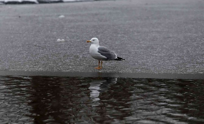 Yazın Dolup Taşan Botanik Park, Kar Yağınca Hayvanlara Kaldı