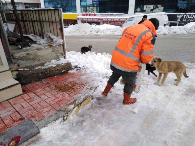 Cumayeri Belediyesi Sokak Hayvanlarını Unutmadı