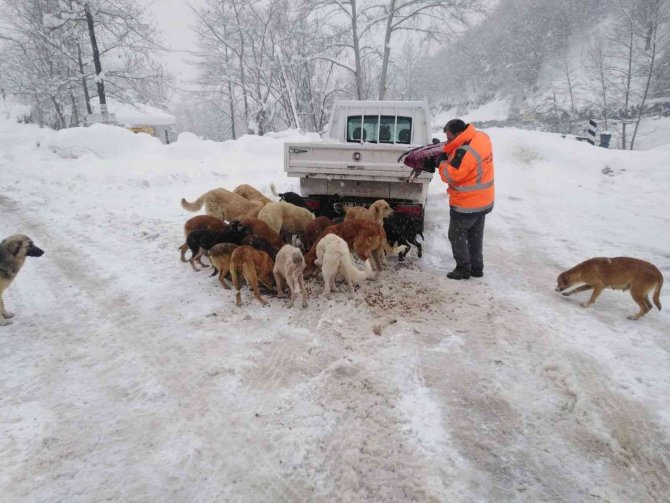 Cumayeri Belediyesi Sokak Hayvanlarını Unutmadı
