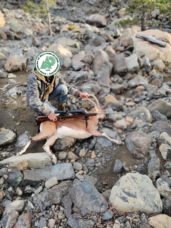 Avcılar Yaban Keçilerini Vurduklarına Pişman Oldu
