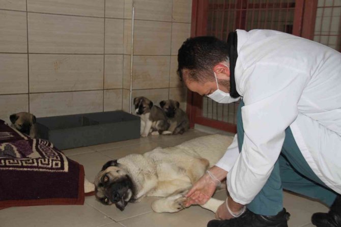 Elazığ Belediyesi Hayvan Hastanesi Ve Bakım Evinde 5 Binin Üzerinde Hayvan Tedavi Edildi
