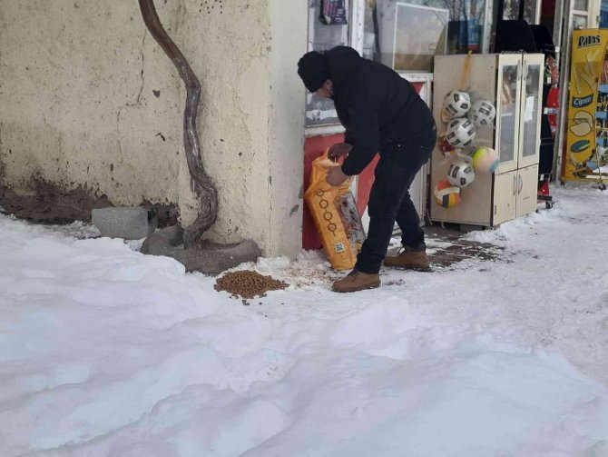 Aç Kalan Kurt Şehir Merkezine İndi