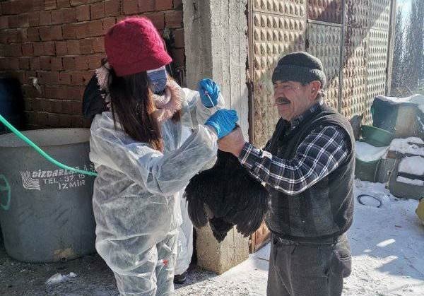 Gediz’de Tavuk Vebası Hastalığı Numune Alım Çalışması