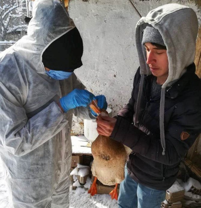 Gediz’de Tavuk Vebası Hastalığı Numune Alım Çalışması