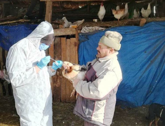 Gediz’de Tavuk Vebası Hastalığı Numune Alım Çalışması