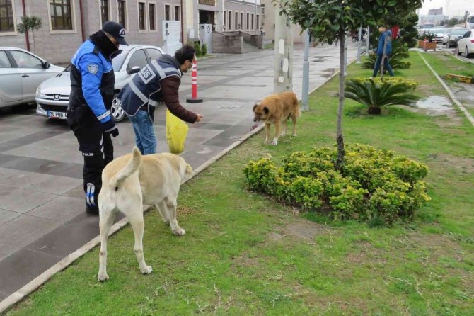 Polisten Sokak Hayvanlarına Mama Ve Su Desteği