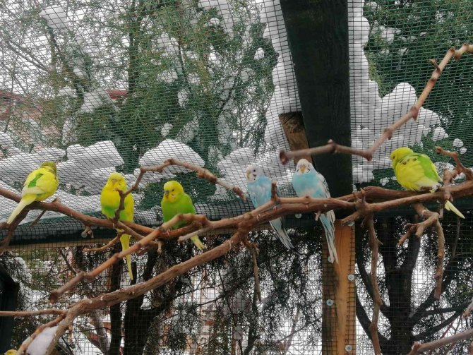 Üniversite Öğrencisi Evin Bahçesini Kafese Çevirdi