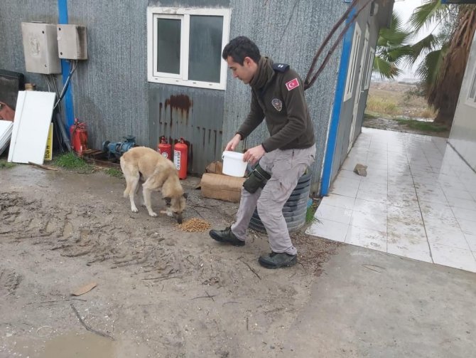 Çevre, Doğa Ve Hayvan Polisinden Sokak Hayvanlarına Mama Desteği
