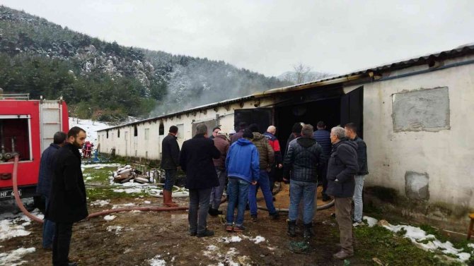 Tavuk Çiftliğinde Çıkan Yangın İtfaiye Ekiplerince Söndürüldü