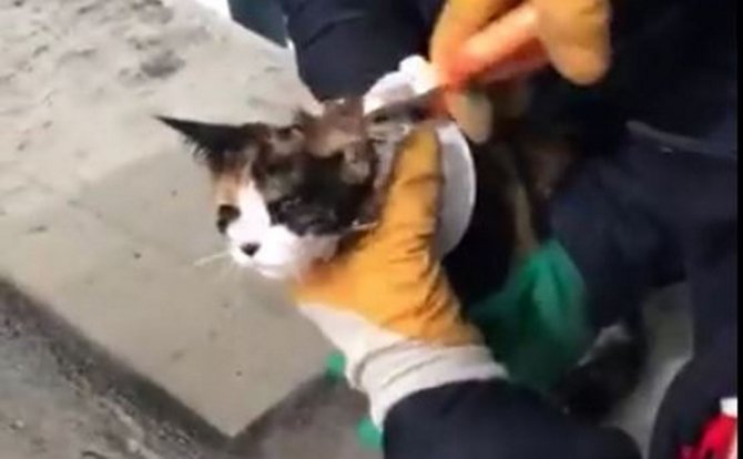 Şanlıurfa’da Kedi Kurtarma Operasyonu