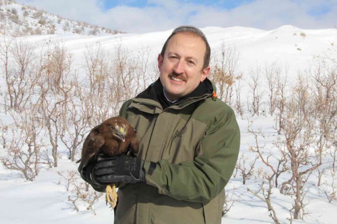 Şırnak’ta Tedavisi Tamamlanan Bayağı Şahinini Vali Pehlivan Doğaya Bıraktı