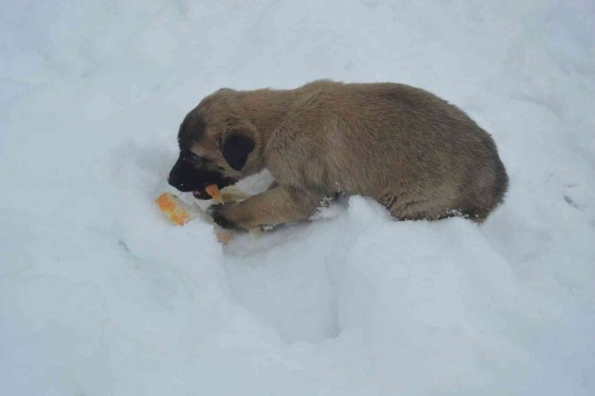 Yaylada Bulunan 8 Yavru Köpek Barınağa Götürüldü