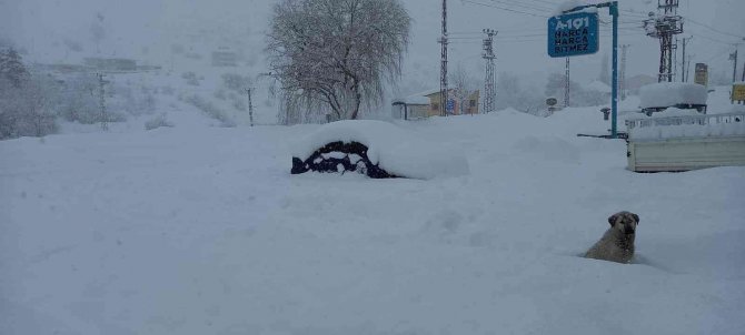 Tunceli’de Ev Ve Arabalar Kara Gömüldü