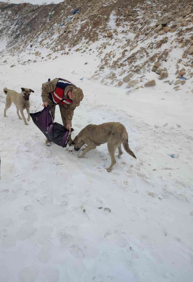 Tunceli’de Soğuk Günlerde Sokak Hayvanları Unutulmuyor