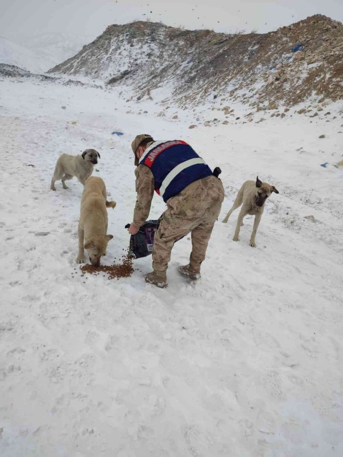 Tunceli’de Soğuk Günlerde Sokak Hayvanları Unutulmuyor