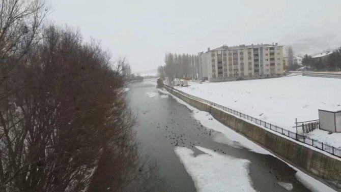 Yeşilbaşlı Gövel Ördekler, Çoruh’un Yüzeyinde Yüzerek Adeta Görenleri Mest Ediyor