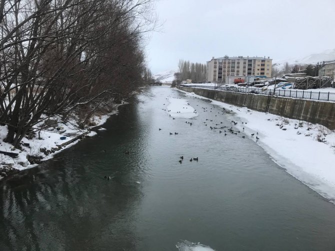 Yeşilbaşlı Gövel Ördekler, Çoruh’un Yüzeyinde Yüzerek Adeta Görenleri Mest Ediyor
