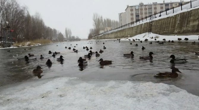 Yeşilbaşlı Gövel Ördekler, Çoruh’un Yüzeyinde Yüzerek Adeta Görenleri Mest Ediyor