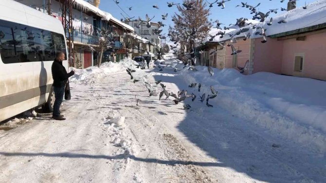 Yem Bulamayan Güvercinleri Köylüler Besledi