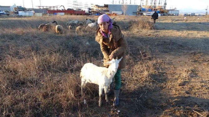 Sokağa Bırakılıp Aç Kalan Pitbullar, 1 Günlük Keçi Yavrusunu Alıp Kaçtı