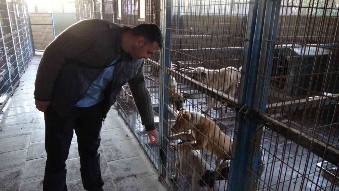 Sokağa Bırakılıp Aç Kalan Pitbullar, 1 Günlük Keçi Yavrusunu Alıp Kaçtı