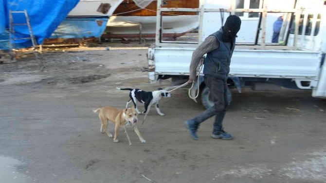 Sokağa Bırakılıp Aç Kalan Pitbullar, 1 Günlük Keçi Yavrusunu Alıp Kaçtı
