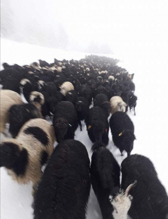 Kar Bastırınca Tek Sıra Halinde Metrelerce Sahiplerini Takip Ettiler