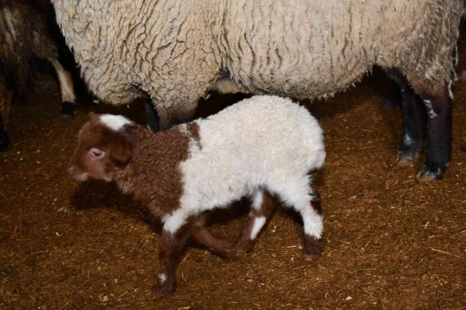Artvin’de Desteklenen Yerel Irk Koyunlar Kuzulamaya Başladı
