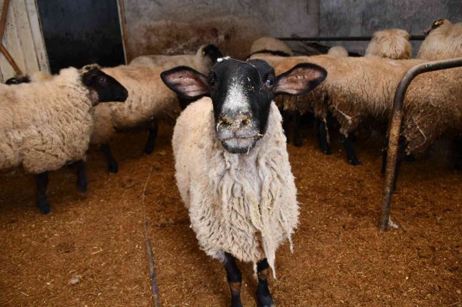 Artvin’de Desteklenen Yerel Irk Koyunlar Kuzulamaya Başladı