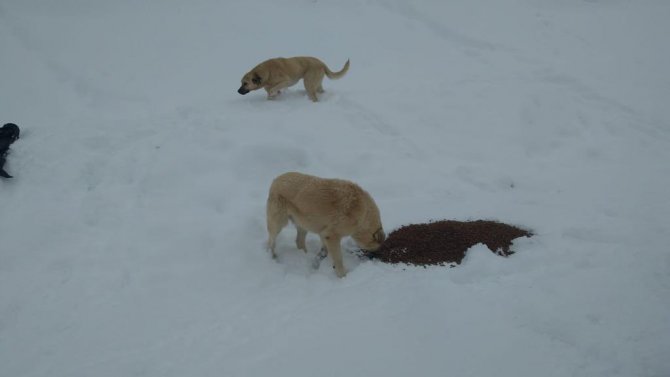 Bolu’da Yaban Ve Sokak Hayvanları Sert Kışta Yalnız Bırakılmadı