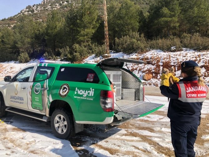 Kanadı Kırık Şahini Jandarma Ekipleri Kurtardı