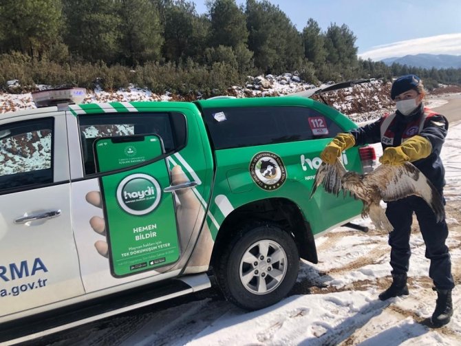 Kanadı Kırık Şahini Jandarma Ekipleri Kurtardı