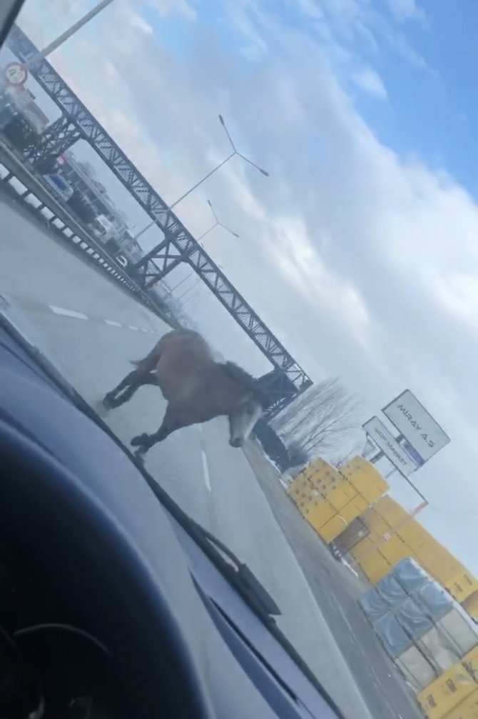 Bursa’da Ana Yolda Gezen Atlar Faciaya Davetiye Çıkarıyor