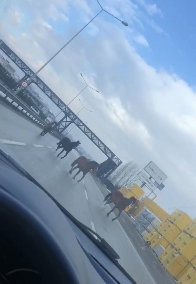Bursa’da Ana Yolda Gezen Atlar Faciaya Davetiye Çıkarıyor