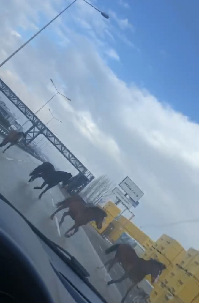 Bursa’da Ana Yolda Gezen Atlar Faciaya Davetiye Çıkarıyor