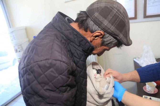 Aç Kalan Vaşak Kediyi Parçaladı